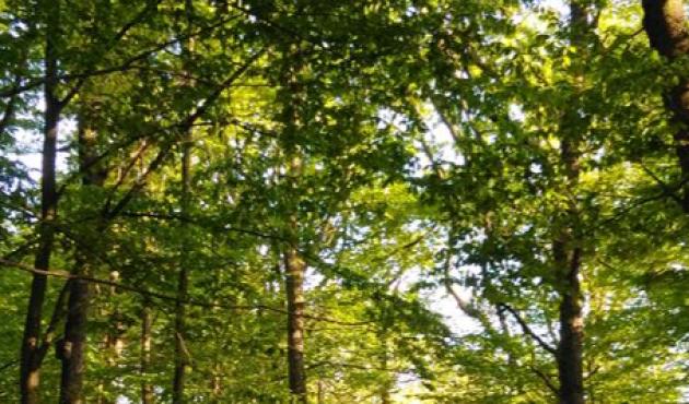 Sono questi i semi che resisteranno al cambiamento climatico