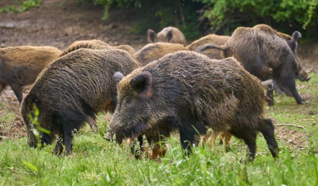 Peste suina: in Liguria quattro nuovi positivi, nessuno in Piemonte