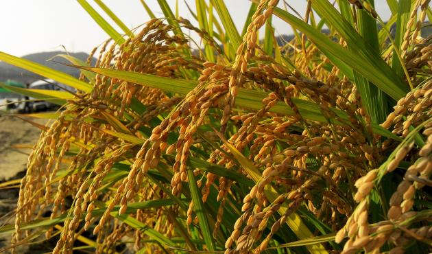 "A Bruxelles non interessa la filiera del riso"