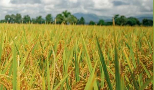 "L'Europa volta le spalle al riso e affossa la tutela della produzione interna"