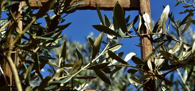 &laquo;Le braccia di Ges&ugrave; sulla croce aperte per sempre, per tutti&raquo;