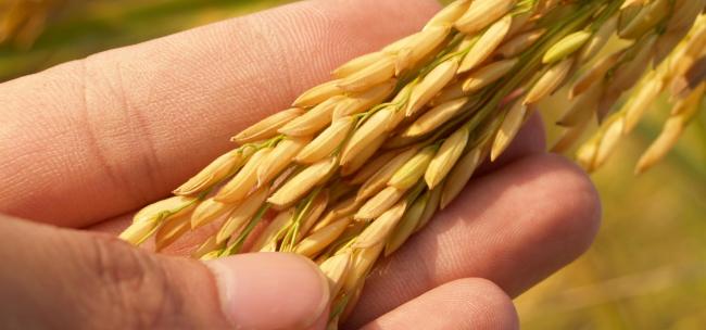 "Incontro con parlamentari europei per modificare clausola salva-riso&rdquo;