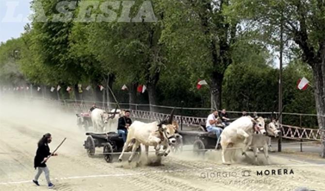 Asigliano Corsa dei buoi 2021 (foto Morera)