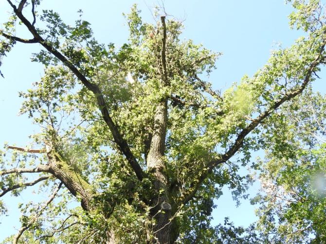 Bosco della Partecipanza di Trino