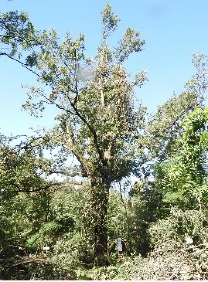 Bosco della Partecipanza di Trino