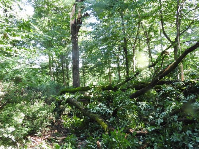 Bosco della Partecipanza di Trino