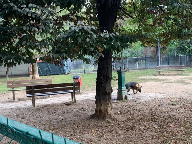 Novara cane anti veleno