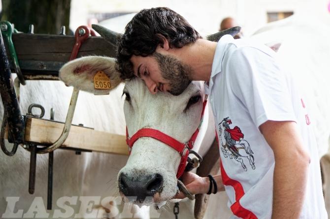 Asigliano corsa dei buoi 2002