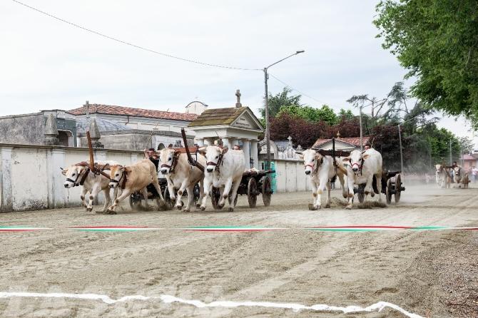 Asigliano corsa dei buoi 2002