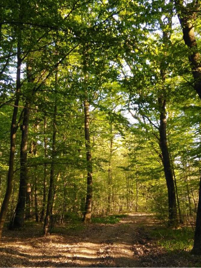 Bosco della Partecipanza