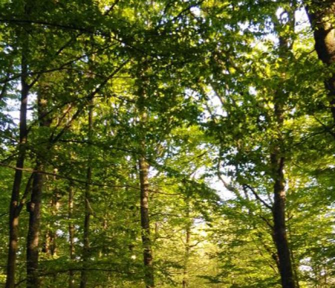 Bosco della Partecipanza