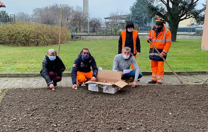 bulbi tulipani a Crescentino