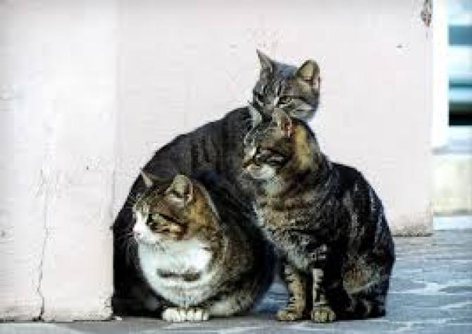 Gatti