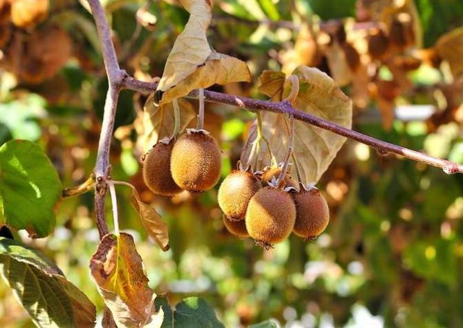Moria Kiwi