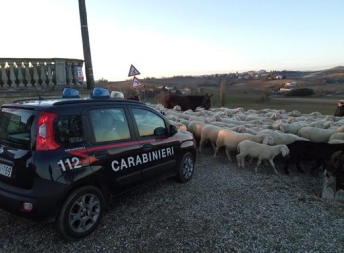 Carabinieri Casale
