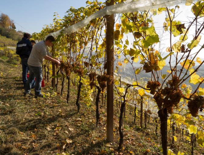 Vendemmia uva
