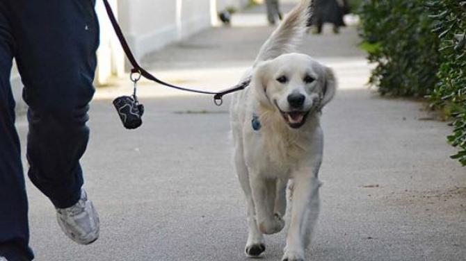 cane al guinzaglio