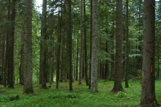 Foreste