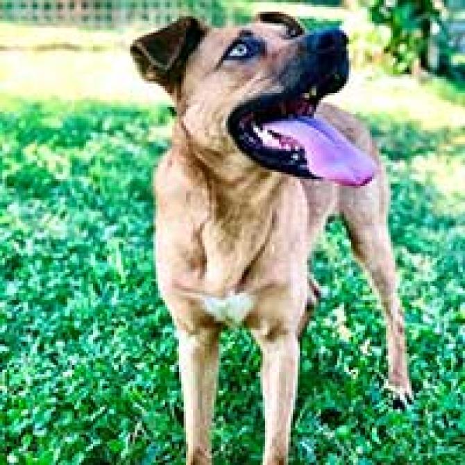 cane