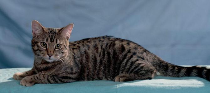 Identificato primo caso in Italia di variante inglese su un gatto