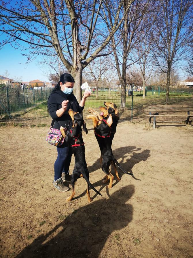 Canile