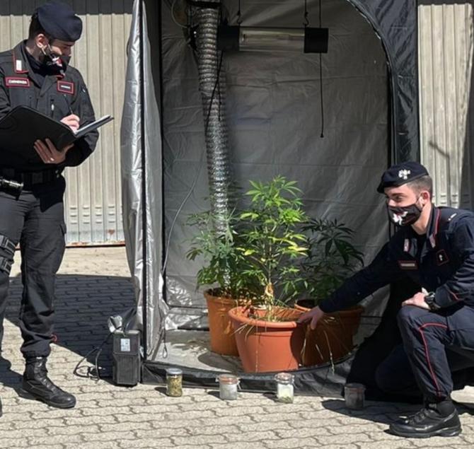Coltiva una serra di marijuana in casa: denunciata una giovane