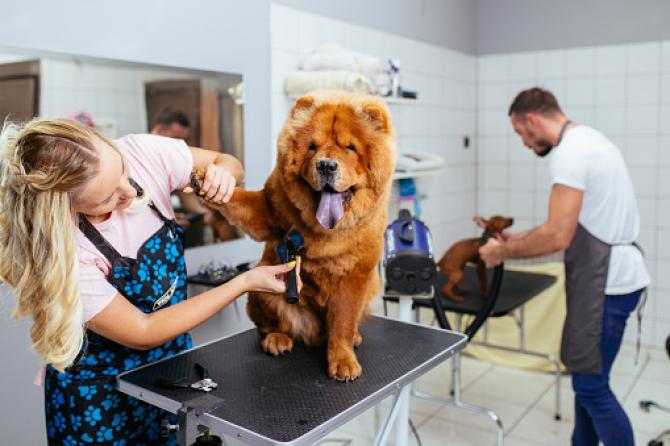 Toelettatura cani