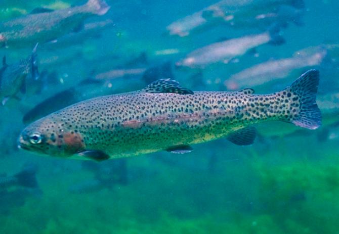 Trota iridea