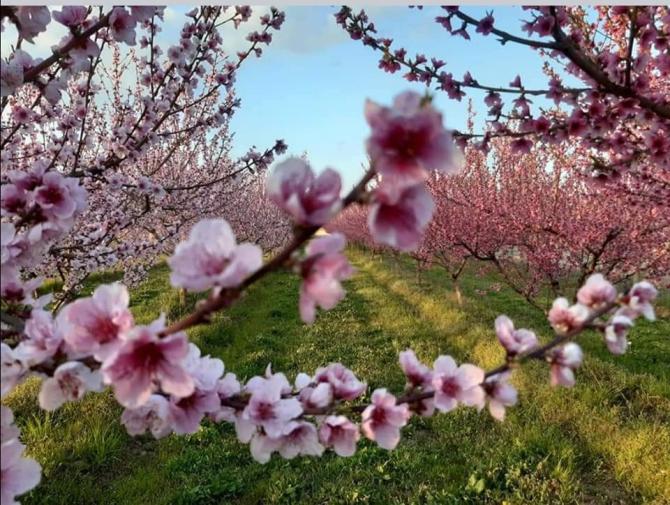 Borgo d'Ale peschi in fiore
