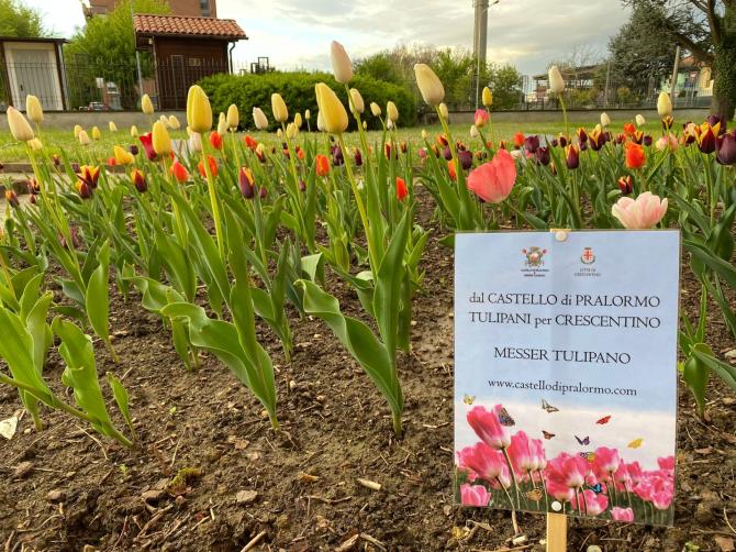 Crescentino tulipani parco Tournon