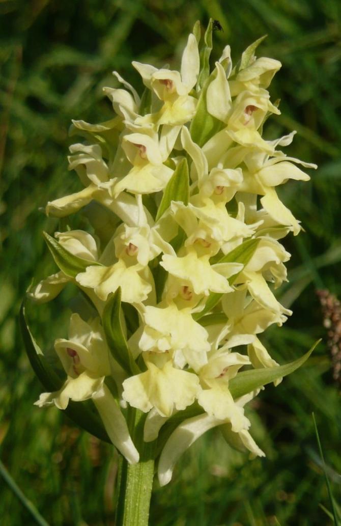 Orchidea spontanea