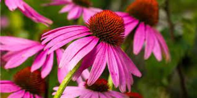 echinacea