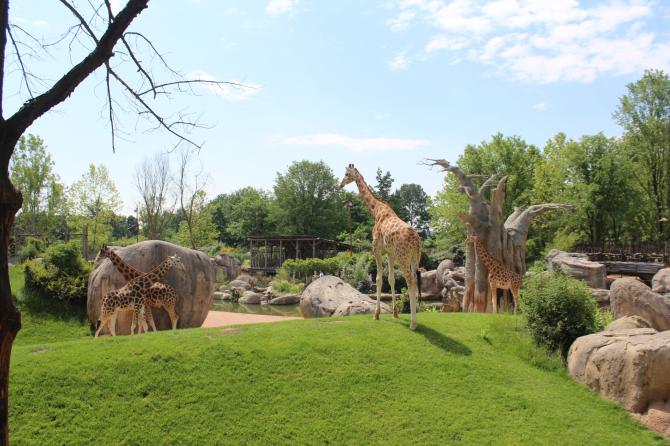 Bioparco Zoom