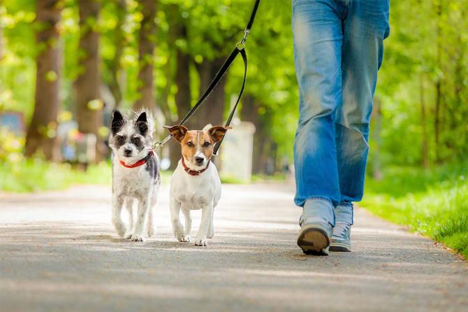 dog sitter