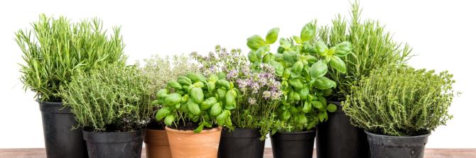 piantine aromatiche