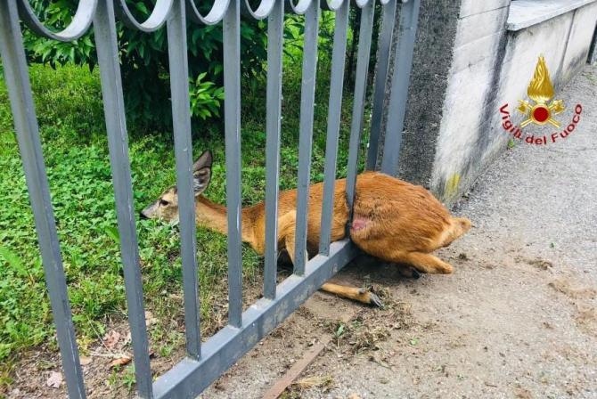 Capriolo incastrato in un cancello: liberato dai vigili del fuoco