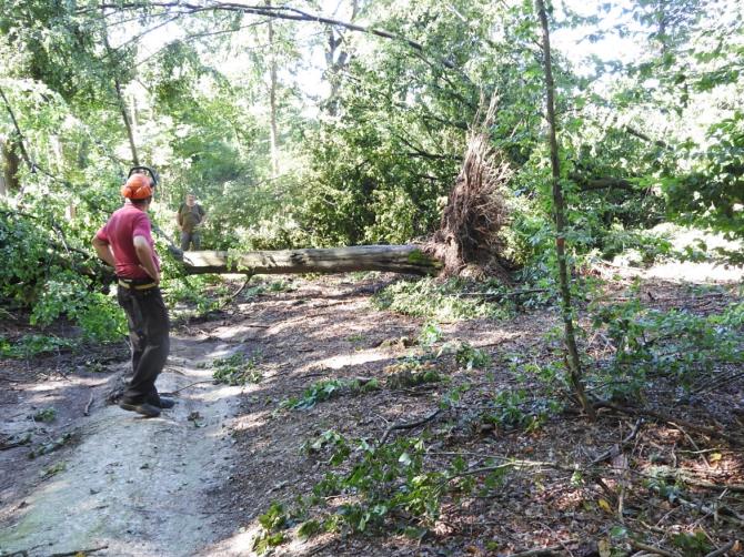 Bosco della Partecipanza di Trino