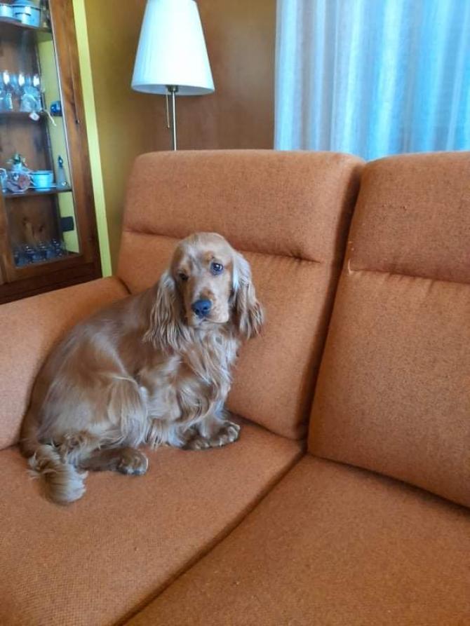 Cane Artù