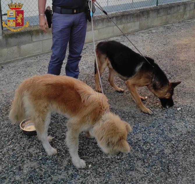 Bianzè cani binari