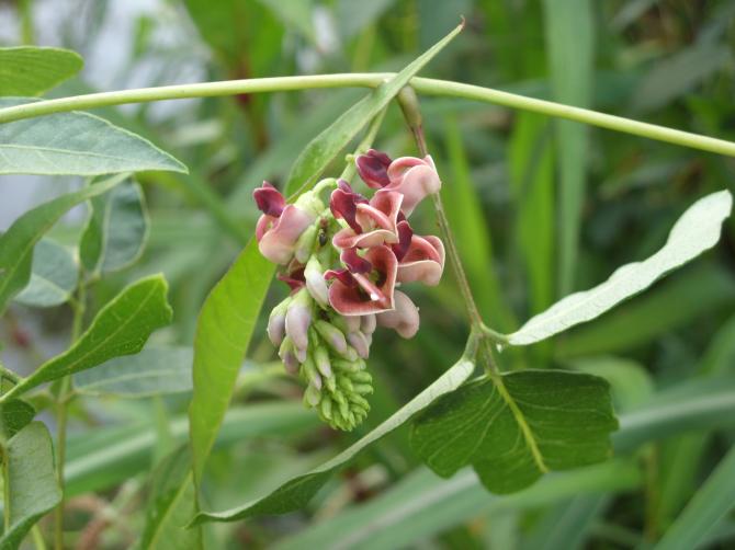 Glicine tuberoso