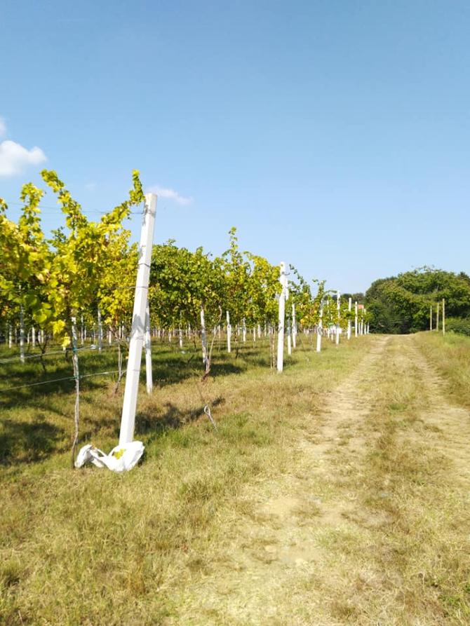 Moncrivello vigna
