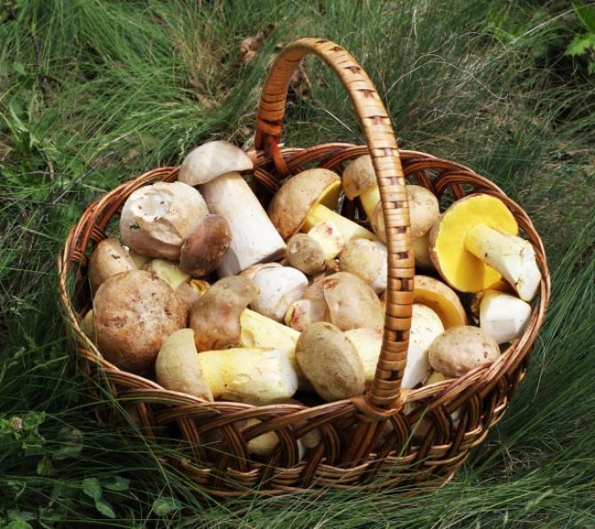 Funghi