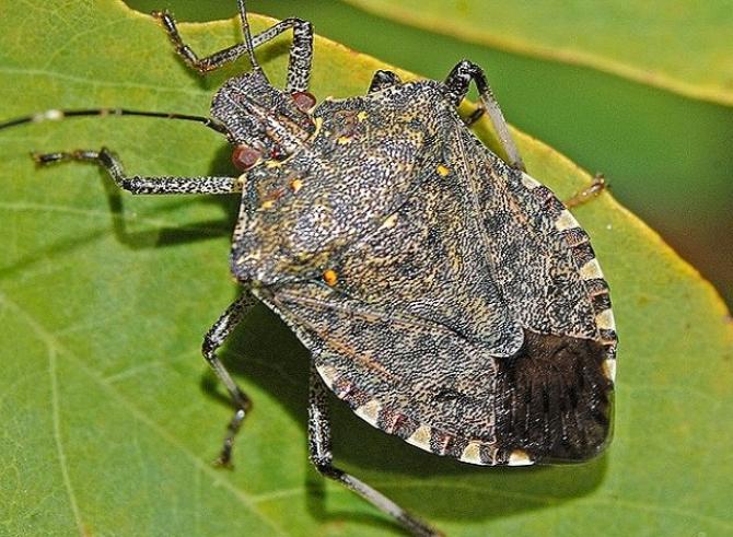 Cimice asiatica