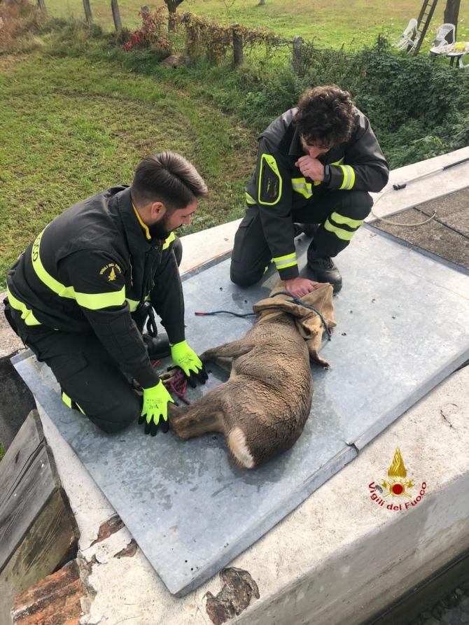 Vigili del fuoco salvano un capriolo caduto in una vasca