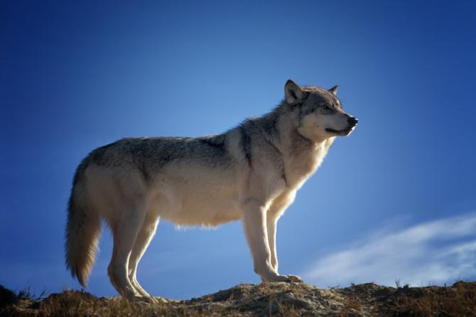 Lupo