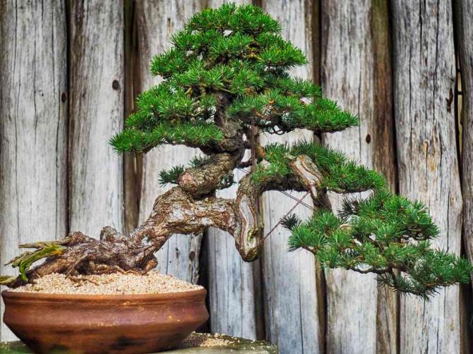 bonsai