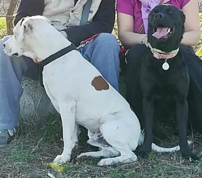cani scappati a Saluggia