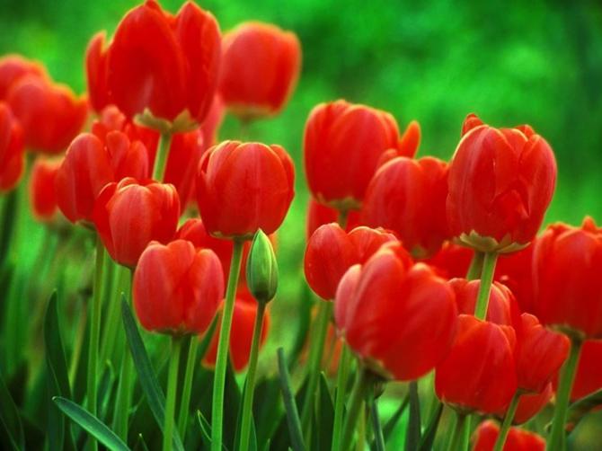 Tulipano rosso