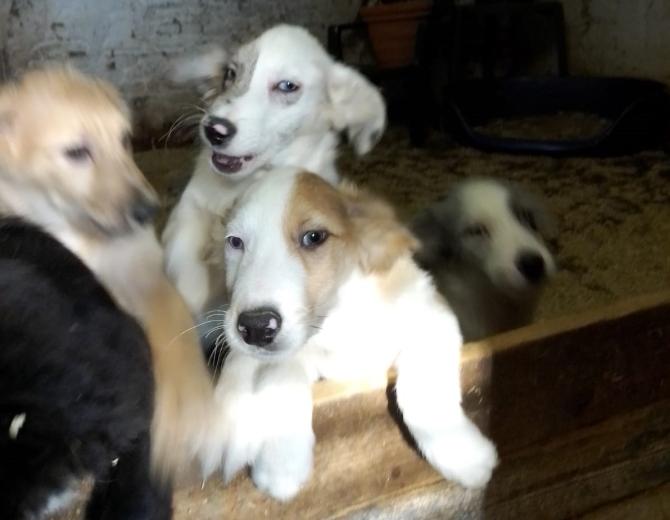 Cuccioli