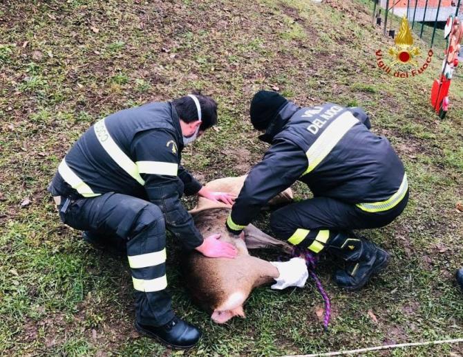 Vigili del fuoco Varallo